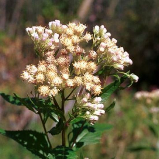 Picture of Sweet Indian Plantain - Seed