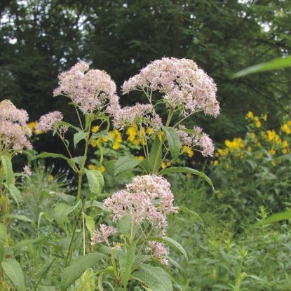 Picture of Sweet Joe Pye Weed - Seed