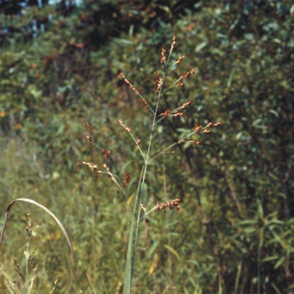 Picture of Switch Grass - Seed