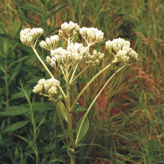 Picture of Tuberous Indian Plantain - Seed