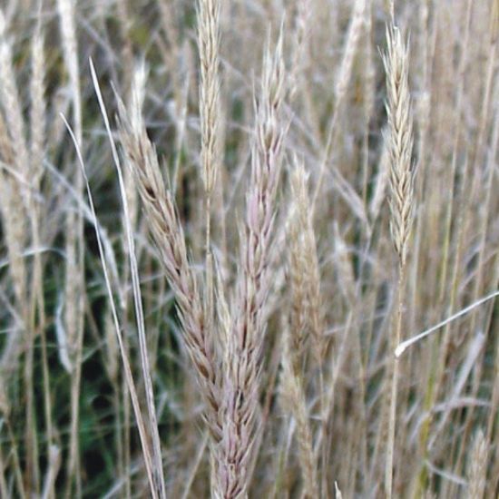 Picture of Virginia Wild Rye - Seed