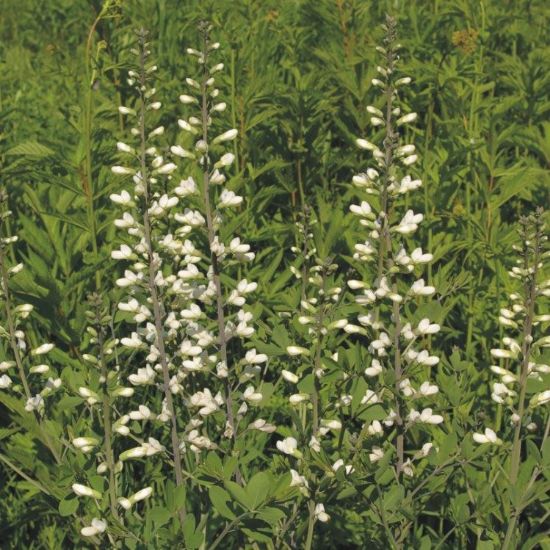 Picture of White Wild Indigo - Seed