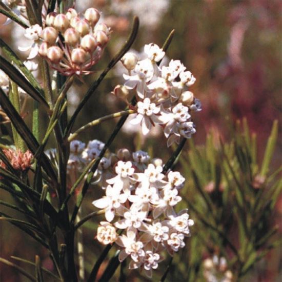 Picture of Whorled Milkweed - Seed