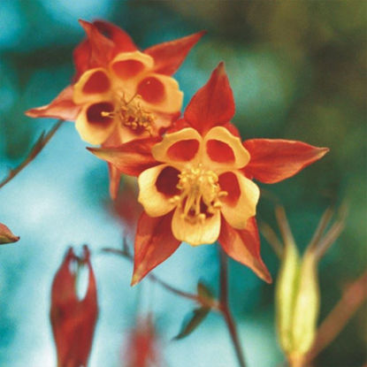 Picture of Wild Columbine - Seed