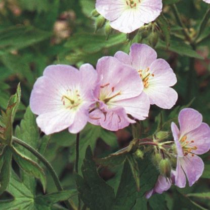 Picture of Wild Geranium - Seed