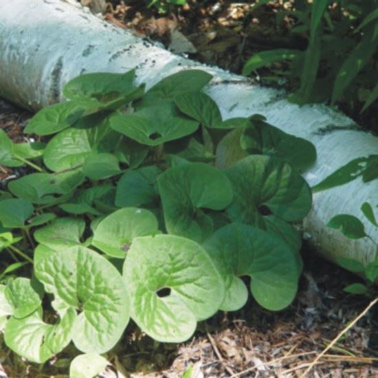 Picture of Wild Ginger - Seed