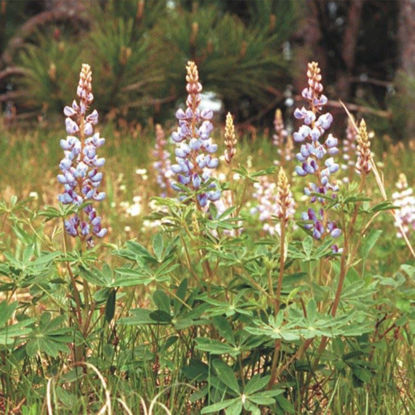 Picture of Wild Lupine - Seed