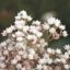 Picture of Wild Quinine - Seed