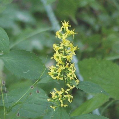 Picture of Zig Zag Goldenrod - Seed