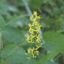 Picture of Zig Zag Goldenrod - Seed