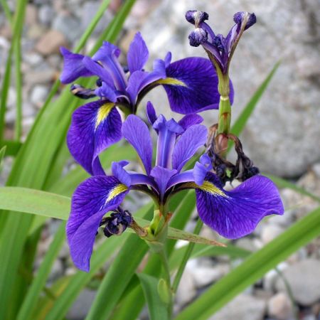 Picture for category Plants - Preorder for McKinley Elementary School Peace Garden