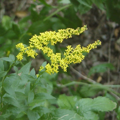Picture of Elm-Leaved Goldenrod - Plant