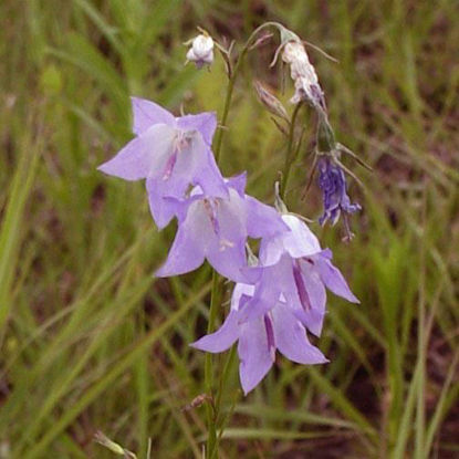Picture of Harebell - Plant