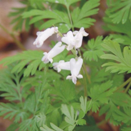 Picture of Squirrel Corn - Plant