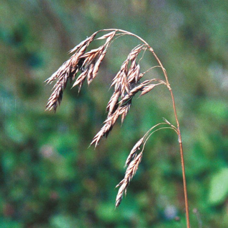 Prairie Future Seed Company. Prairie Brome - Plant