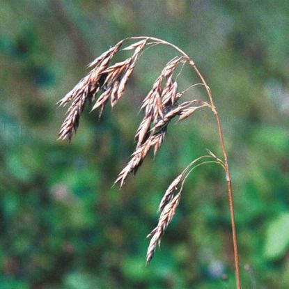 Picture of Prairie Brome - Plant