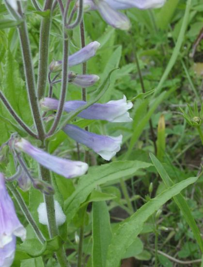 Picture of Pale Beardtongue - Plant