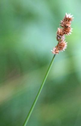 Picture of Spreading Oval Sedge - Plant