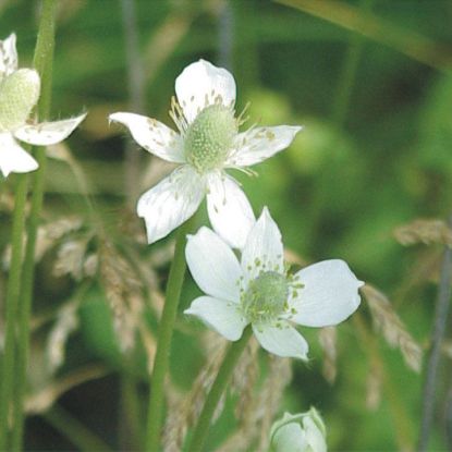 Picture of Thimbleweed - Plant