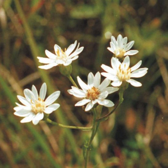 Picture of Upland White Goldenrod - Plant