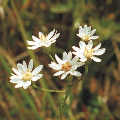 Picture of Upland White Goldenrod - Seed