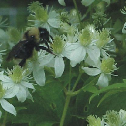 Picture of Virgin's Bower - Plant