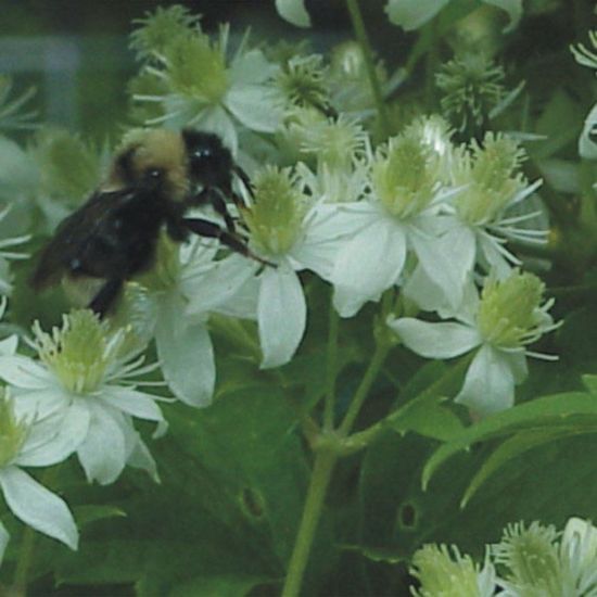 Picture of Virgin's Bower - Seed