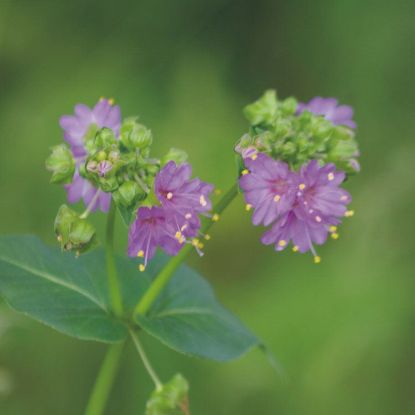 Picture of Wild Four O'Clock - Plant