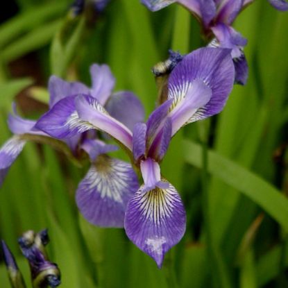 Picture of Wild Iris - Plant