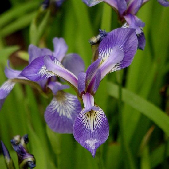 Picture of Wild Iris - Plant