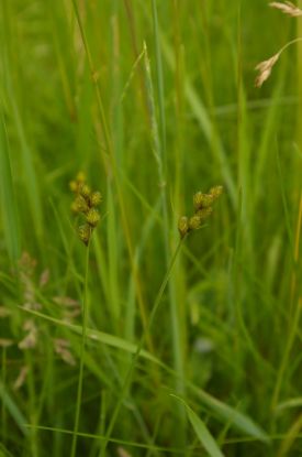 Picture of Bebb's Sedge - Plant