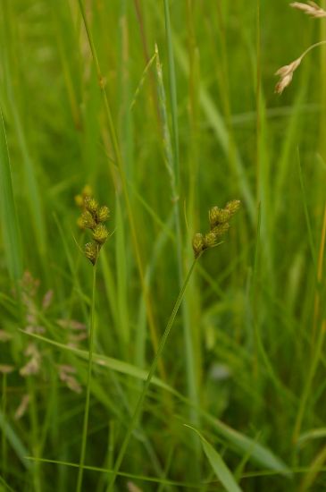 Picture of Bebb's Sedge - Plant