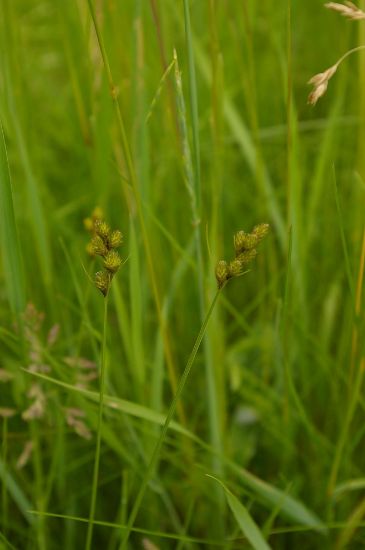 Picture of Bebb's Sedge - Plant