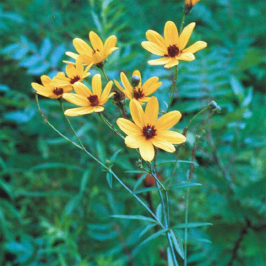 Picture of Tall Coreopsis - Plant
