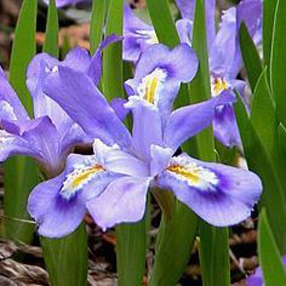 Picture of Dwarf Crested Iris - Plant