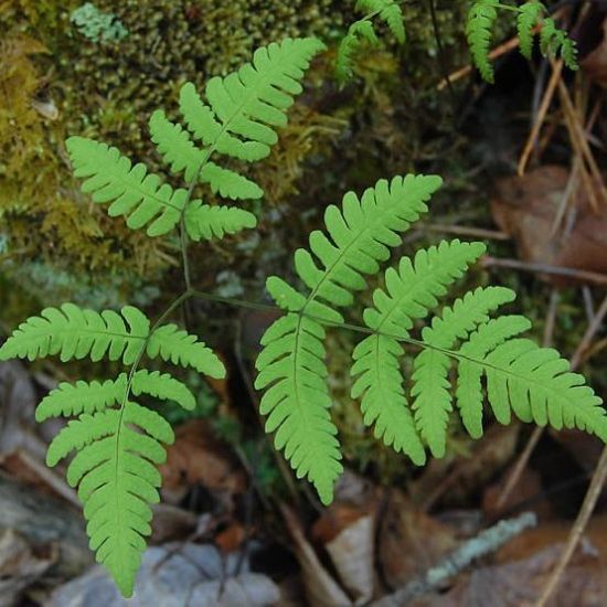 Picture of Oak Fern - Plant