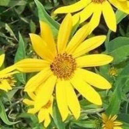 Picture of Wild Jerusalem Artichoke - Plant