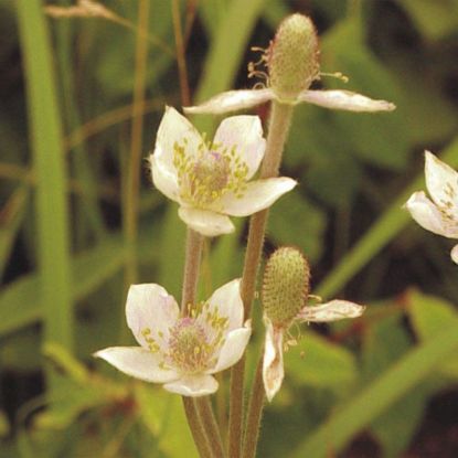 Picture of Tall Thimbleweed - Plant