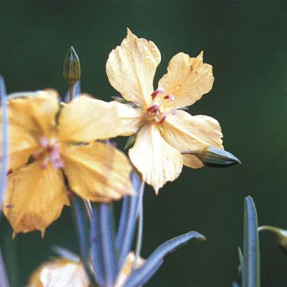 Picture of Prairie Loosestrife - Seed