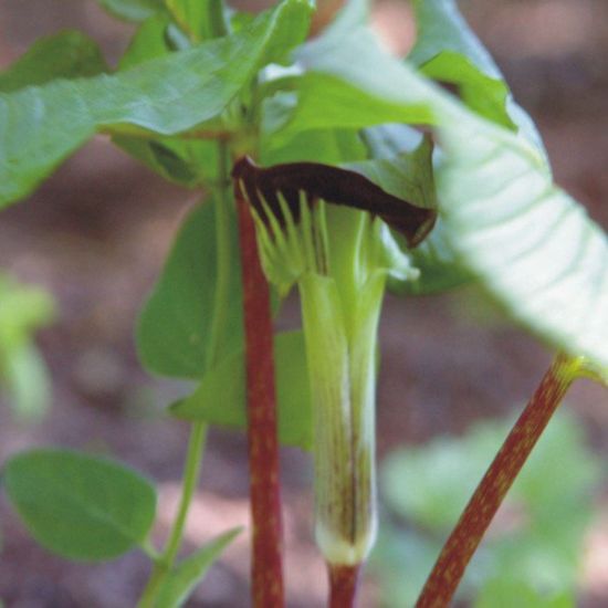 Picture of Jack in the Pulpit - Plant