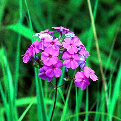 Picture of Marsh Phlox - Plant