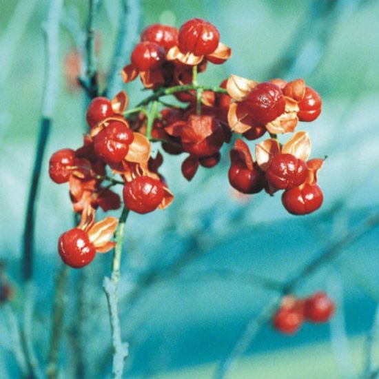 Picture of Climbing Bittersweet - Seed