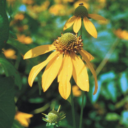 Picture of Wild Goldenglow - Seed