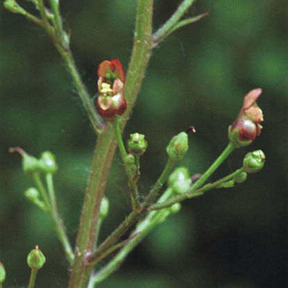 Picture of Early Figwort - Plant