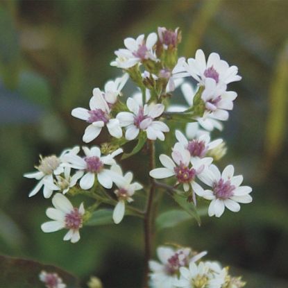 Picture of Arrow Aster - Plant