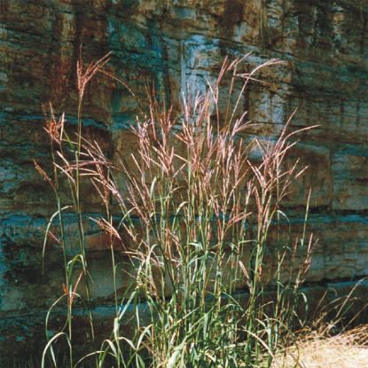 Picture of Big Bluestem - Plant