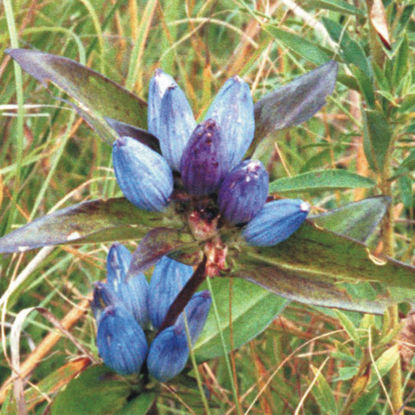 Picture of Bottle Gentian - Plant