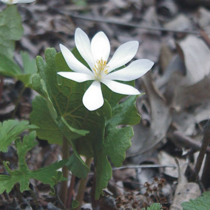 Picture of Bloodroot - Plant