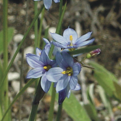 Picture of Blue Eyed Grass - Plant