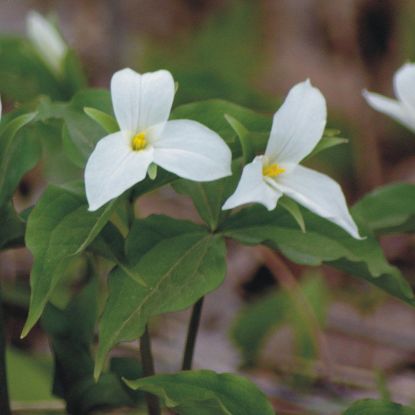 Picture of Grand Trillium - Plant